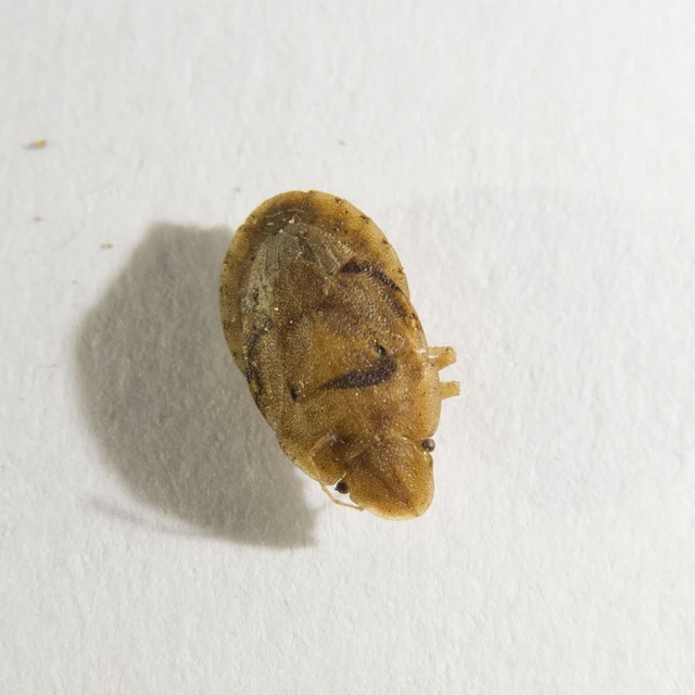 Sciocoris sulcatus - barázdás laposfejű-poloska