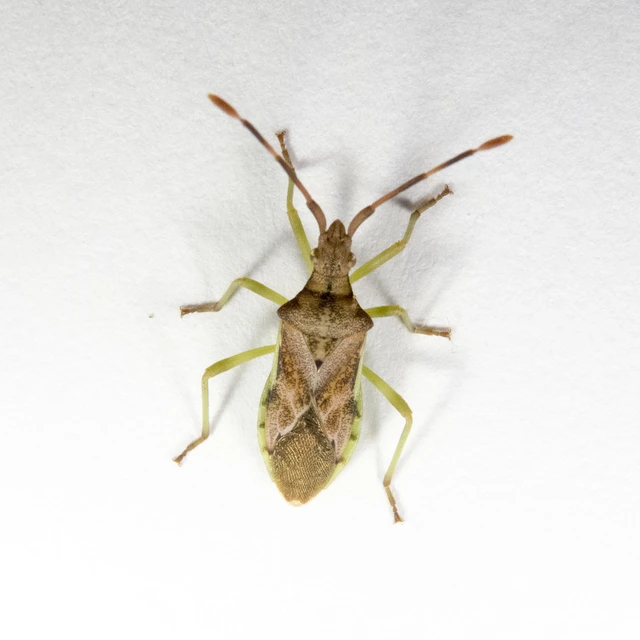 Gonocerus juniperi - boróka-karimáspoloska Gonocerus juniperi - boróka-karimáspoloska