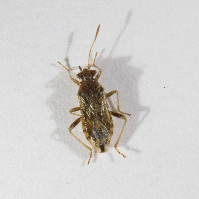Rhopalus parumpunctatus - közönséges üvegszárnyú-poloska Rhopalus parumpunctatus - közönséges üvegszárnyú-poloska
