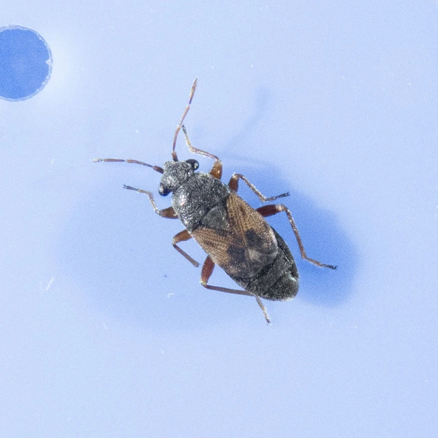 Acompus pallipes Acompus pallipes