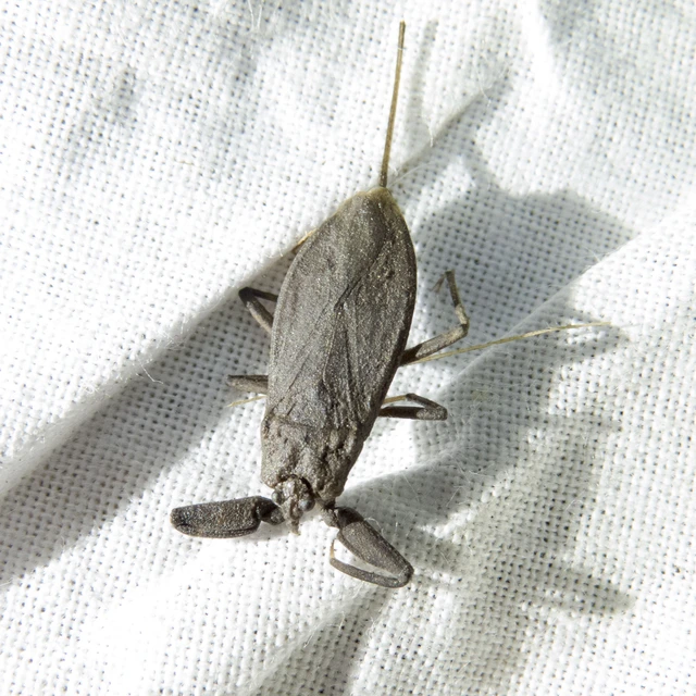 Nepa cinerea - víziskorpió