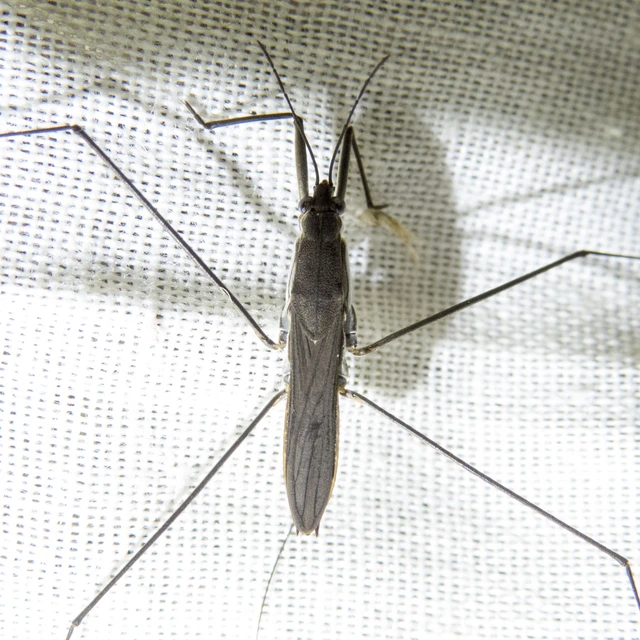 Gerridae - molnárpoloskák Gerridae - molnárpoloskák