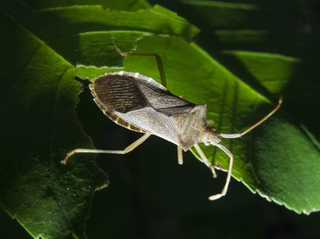 Gonocerus acuteangulatus - aranypetés karimáspoloska Gonocerus acuteangulatus - aranypetés karimáspoloska