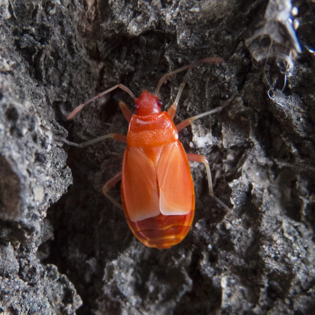 Pyrrhocoris apterus - verőköltő poloska Pyrrhocoris apterus - verőköltő poloska