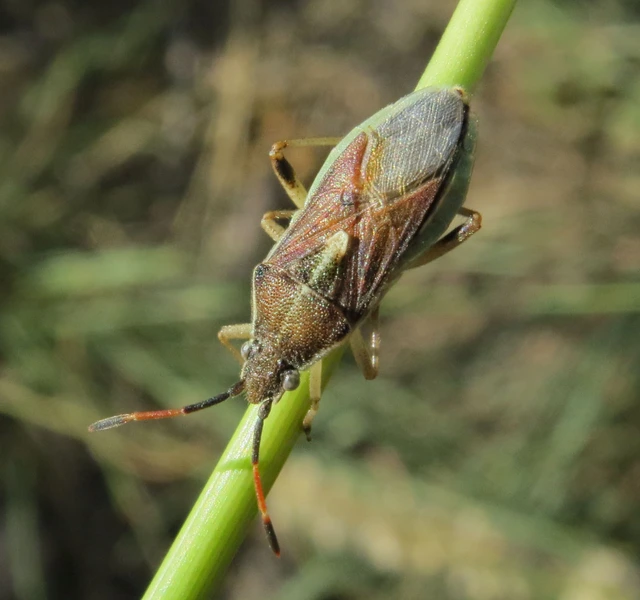Maccevethus Maccevethus