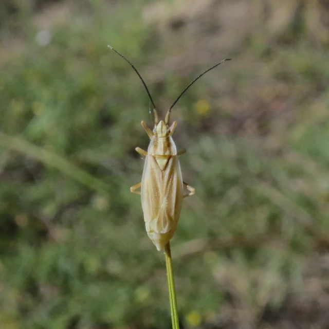 Acetropis carinata - bordás mezeipoloska Acetropis carinata - bordás mezeipoloska