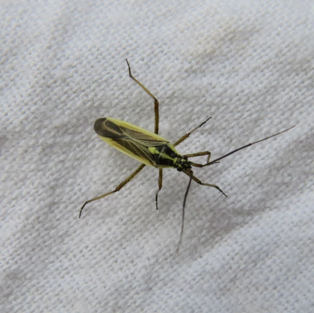 Leptopterna dolabrata - közönséges mezeipoloska Leptopterna dolabrata - közönséges mezeipoloska