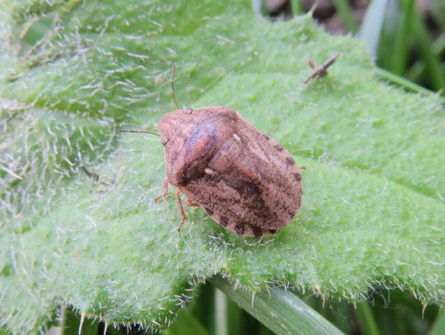 Eurygaster Eurygaster