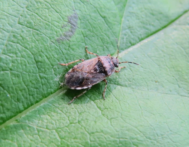 Platyplax salviae - zsályabodobács Platyplax salviae - zsályabodobács