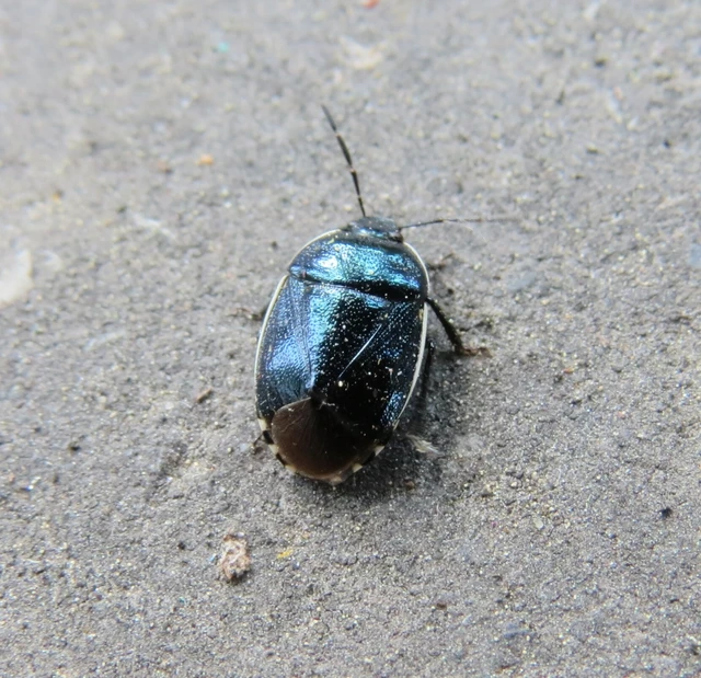 Canthophorus Canthophorus