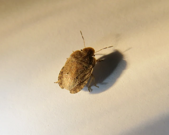 Sciocoris microphthalmus - szürkés laposfejű-poloska