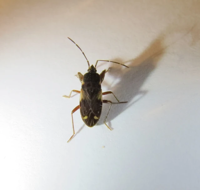 Eremocoris podagricus - gyakori avarbodobács Eremocoris podagricus - gyakori avarbodobács