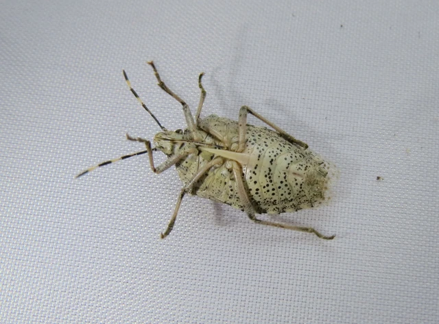 Rhaphigaster nebulosa - bencepoloska