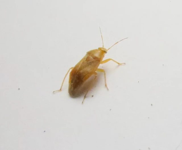 Agnocoris Agnocoris