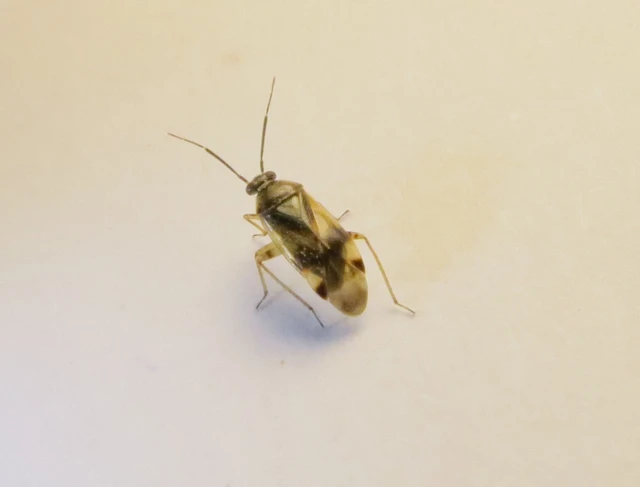 Orthops campestris - kis réti mezeipoloska Orthops campestris - kis réti mezeipoloska