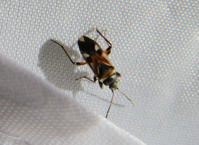 Raglius alboacuminatus - tarka díszesbodobács Raglius alboacuminatus - tarka díszesbodobács