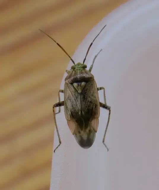 Lygus rugulipennis - molyhos mezeipoloska Lygus rugulipennis - molyhos mezeipoloska