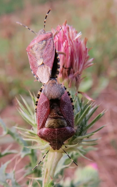 Dolycoris baccarum - közönséges bogyómászó-poloska