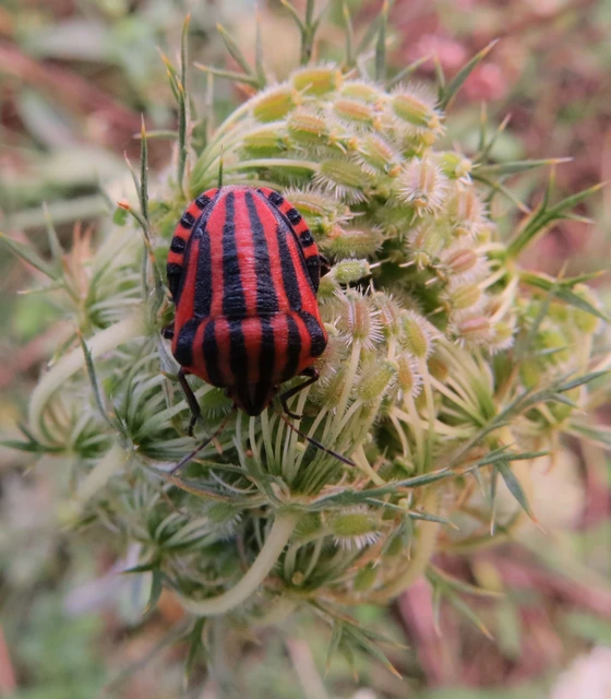 Graphosoma italicum - csíkos pajzsospoloska Graphosoma italicum - csíkos pajzsospoloska