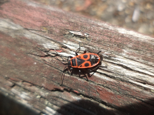 Pyrrhocoris apterus - verőköltő poloska Pyrrhocoris apterus - verőköltő poloska