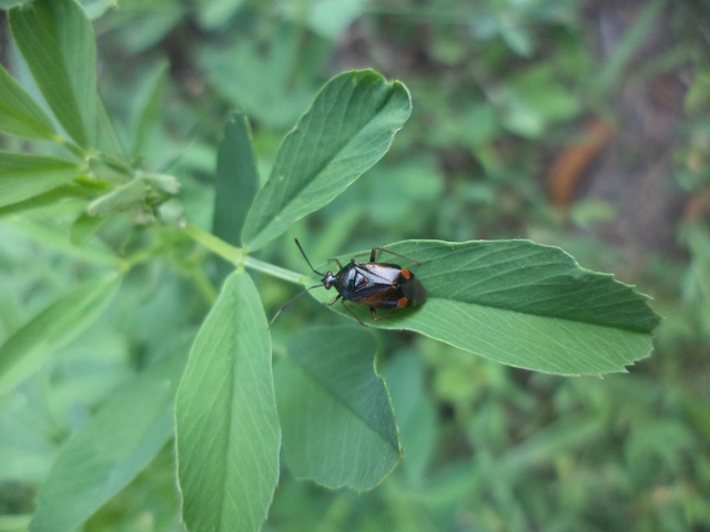 Deraeocoris ruber - vöröses mezeipoloska Deraeocoris ruber - vöröses mezeipoloska