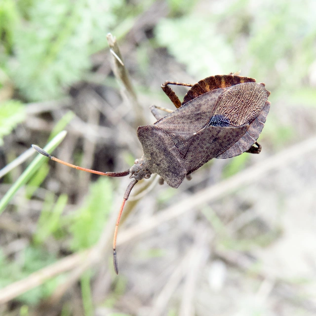 Coreus marginatus - közönséges karimáspoloska Coreus marginatus - közönséges karimáspoloska