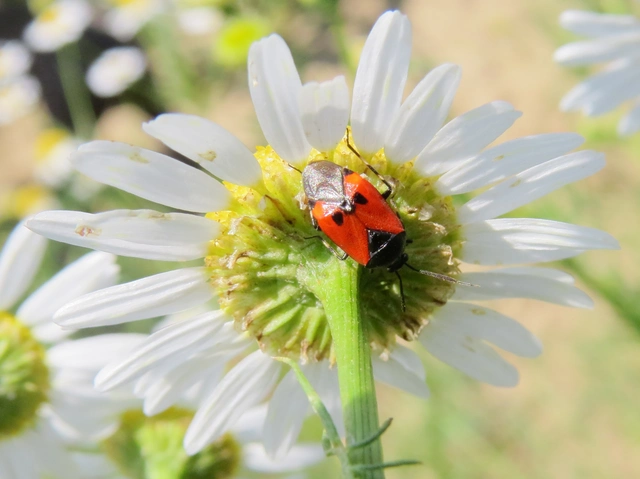 Deraeocoris rutilus - cinóber mezeipoloska