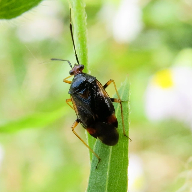 Deraeocoris ruber - vöröses mezeipoloska