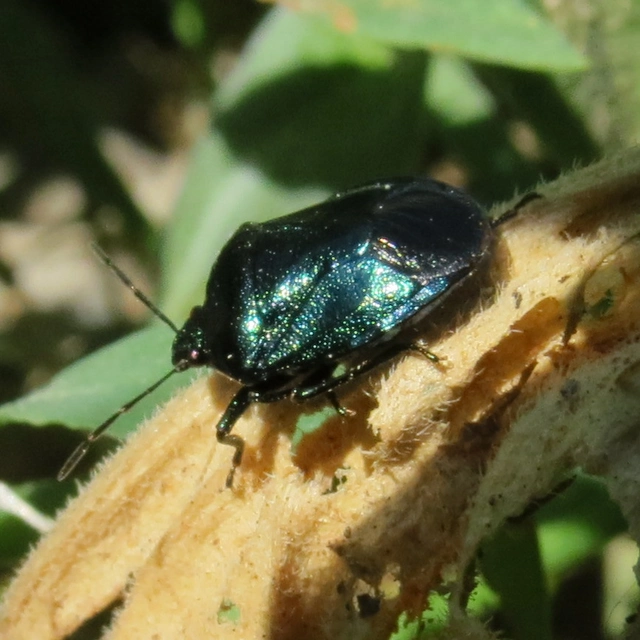 Zicrona caerulea - acélkék poloska Zicrona caerulea - acélkék poloska