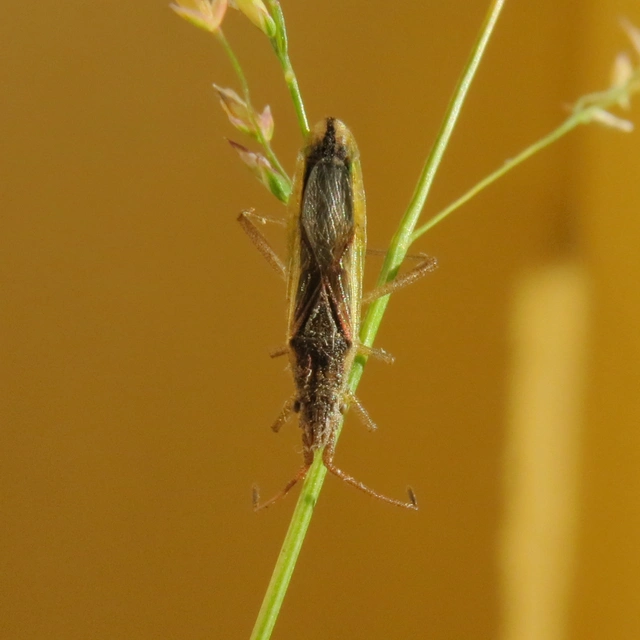 Myrmus miriformis - kurtaszárnyú karimáspoloska