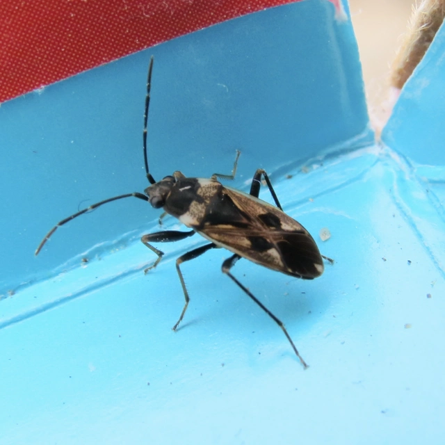 Rhyparochromus vulgaris - közönséges díszesbodobács