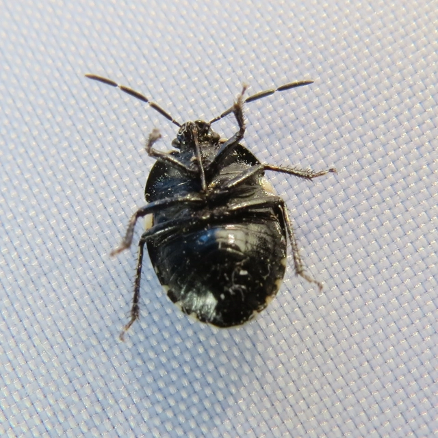 Tritomegas bicolor - foltos földipoloska
