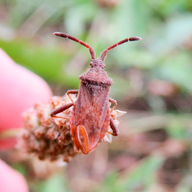 Coriomeris