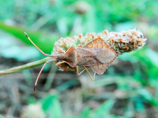 Syromastus rhombeus - vitorlás karimáspoloska