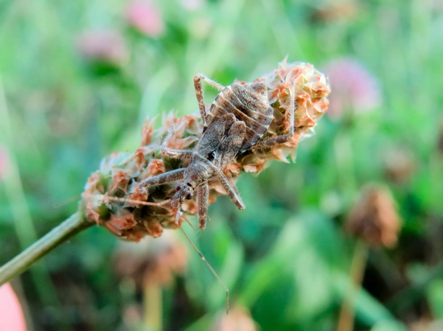 Himacerus apterus - nagy tolvajpoloska