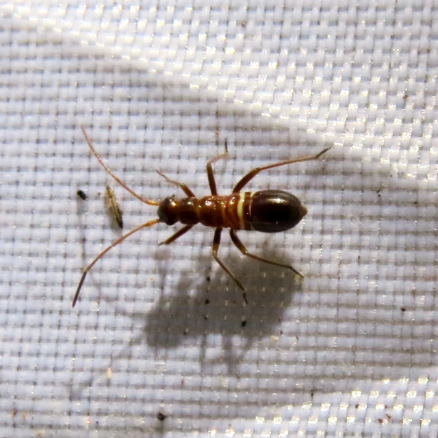 Miris striatus - sávos mezeipoloska