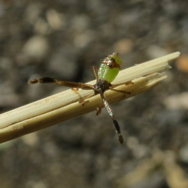 Gonocerus acuteangulatus - aranypetés karimáspoloska