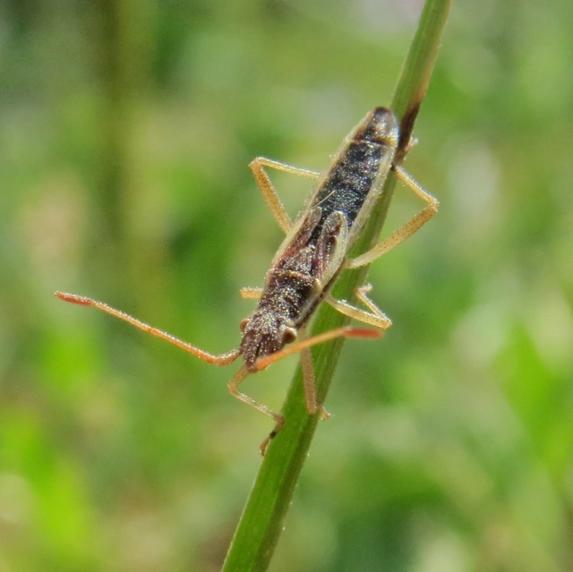 Myrmus miriformis - kurtaszárnyú karimáspoloska