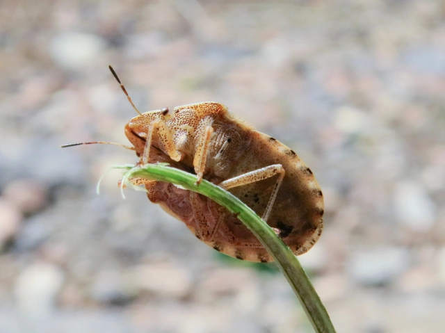 Eurygaster maura - mórpoloska Eurygaster maura - mórpoloska