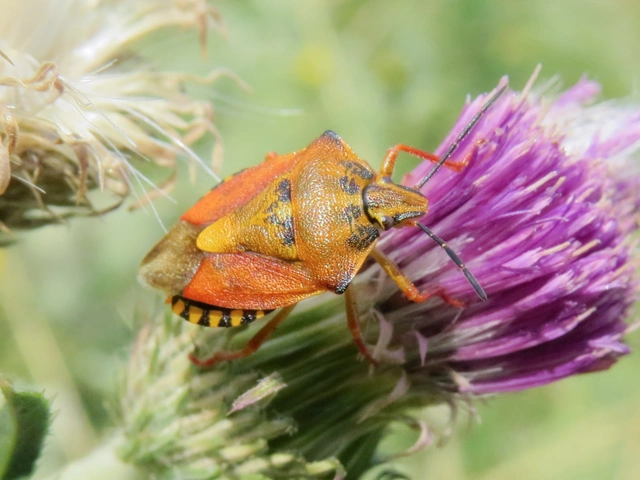 Carpocoris Carpocoris