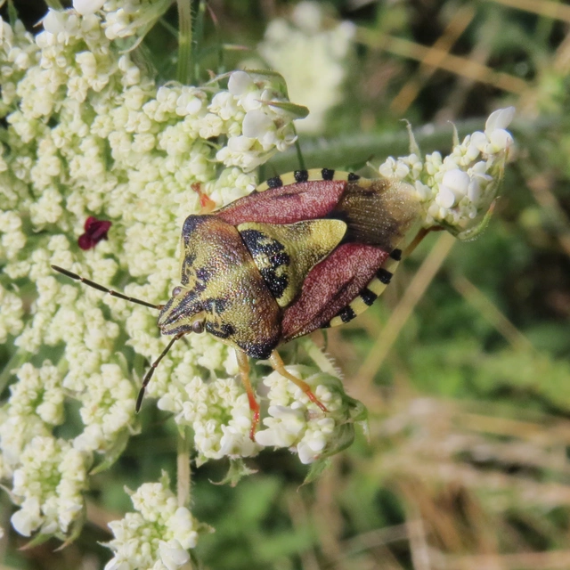 Carpocoris Carpocoris