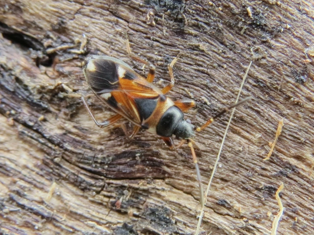 Raglius alboacuminatus - tarka díszesbodobács