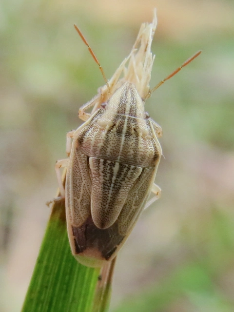 Aelia acuminata - közönséges szipolypoloska Aelia acuminata - közönséges szipolypoloska