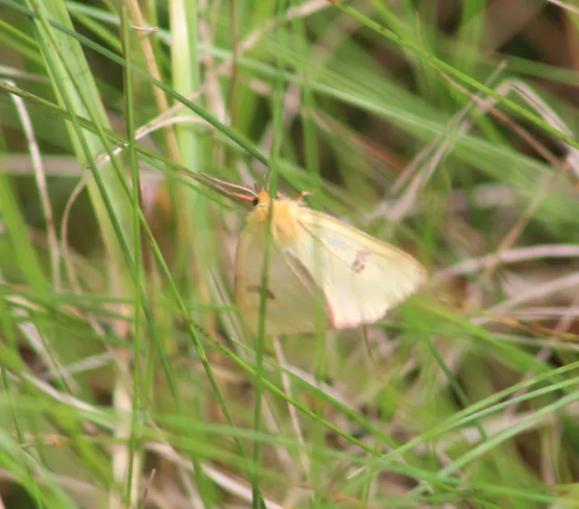 Diacrisia sannio - vörösszélű medvelepke