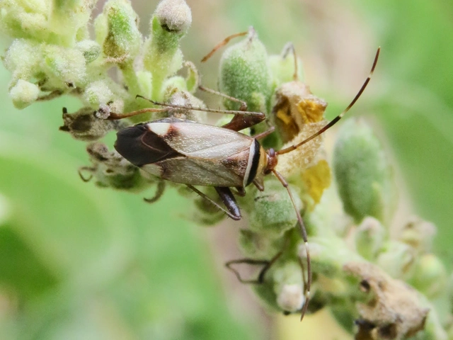 Adelphocoris vandalicus - feketevállú mezeipoloska