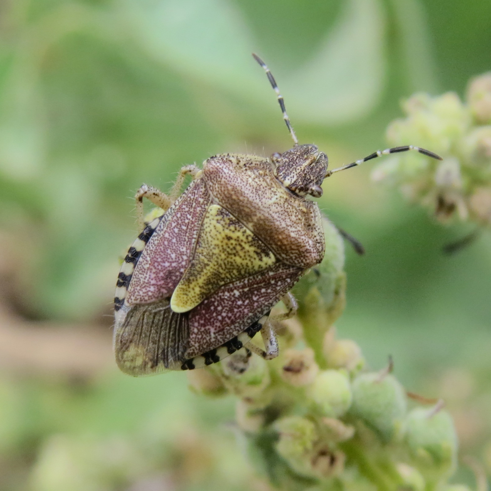Dolycoris baccarum - közönséges bogyómászó-poloska