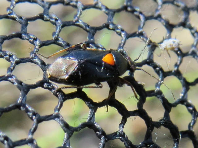 Deraeocoris ventralis