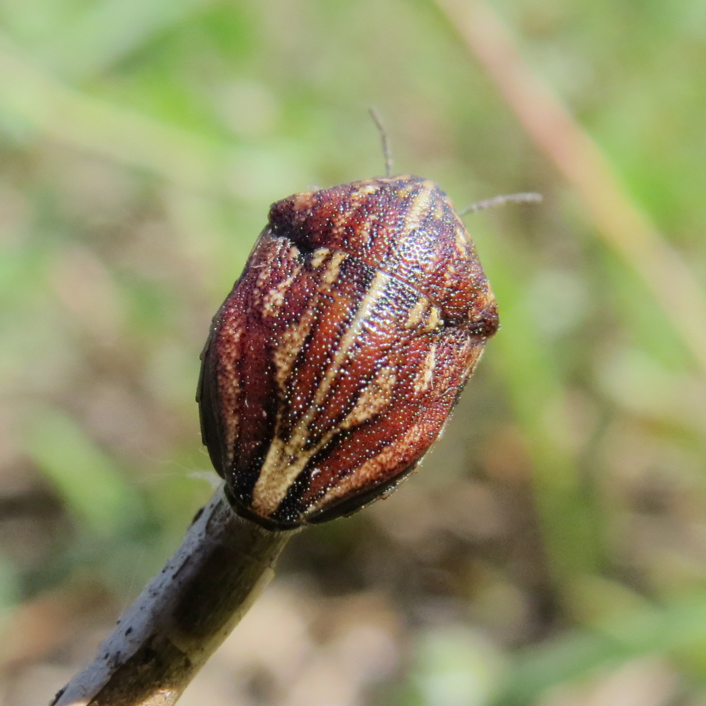 Odontotarsus purpureolineatus - tarka pajzsospoloska