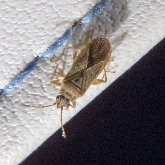 Arocatus longiceps - platánbodobács
