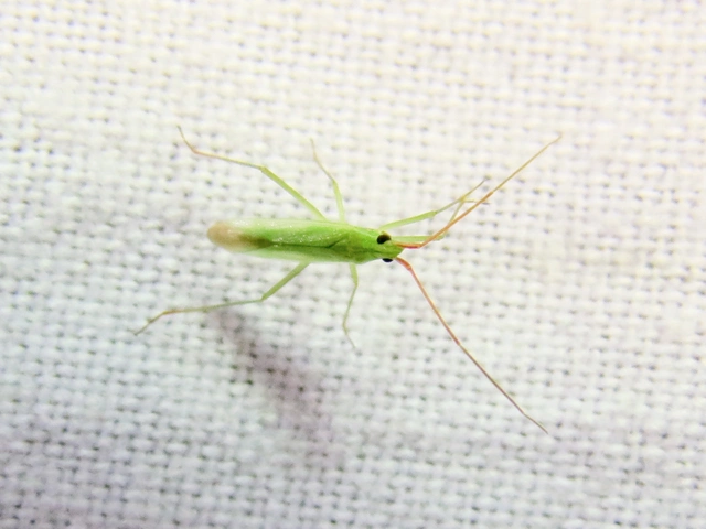 Trigonotylus